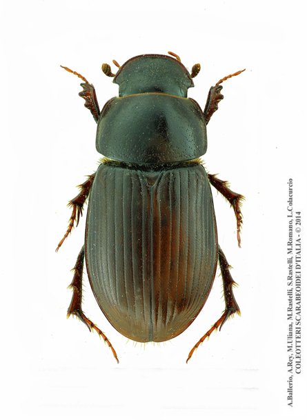 Acrossus siculus siculus, femmina